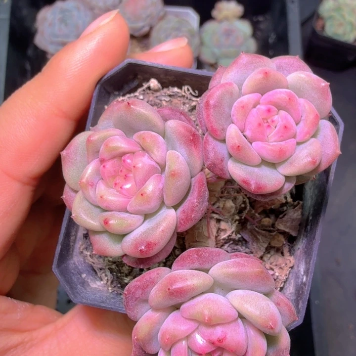 开播福利三头特特