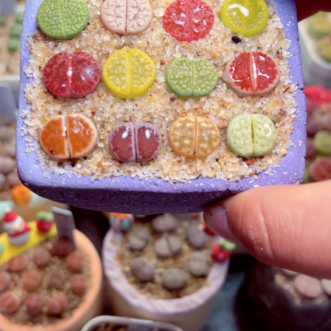 楚***濛35号带盆包邮发货