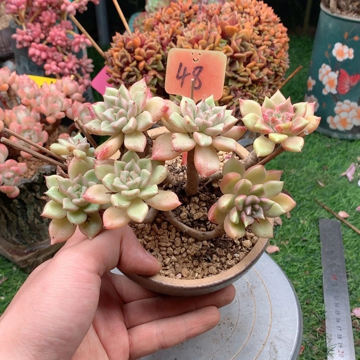 多肉植物一物一拍48