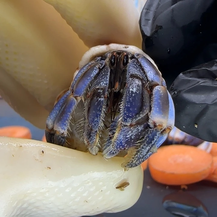 A10紫陆豆1.4cm口径