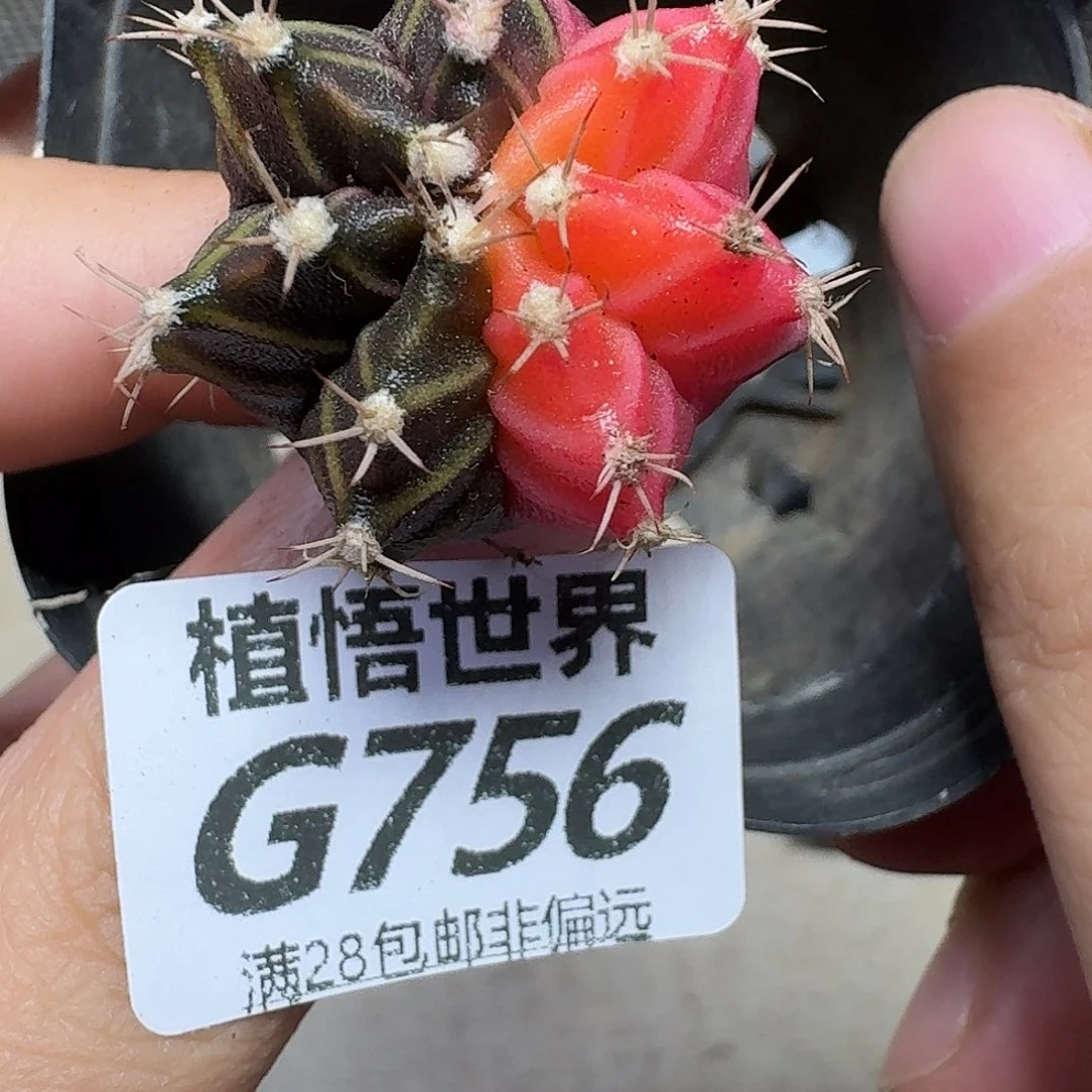 多肉植物的润泽fg