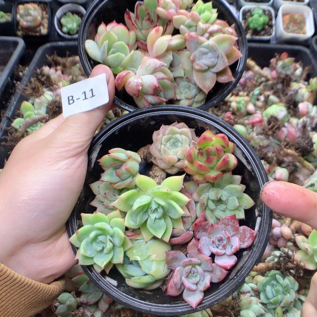 无花朵B11英语英语英语英语英语英语