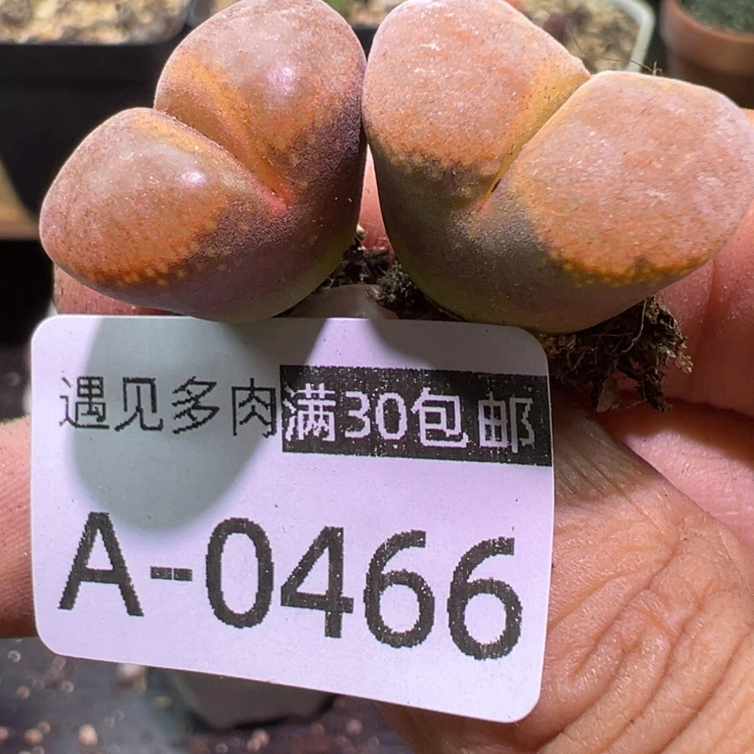 多肉植物11111111111