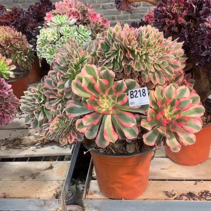 218大粉女郎缀多肉法师