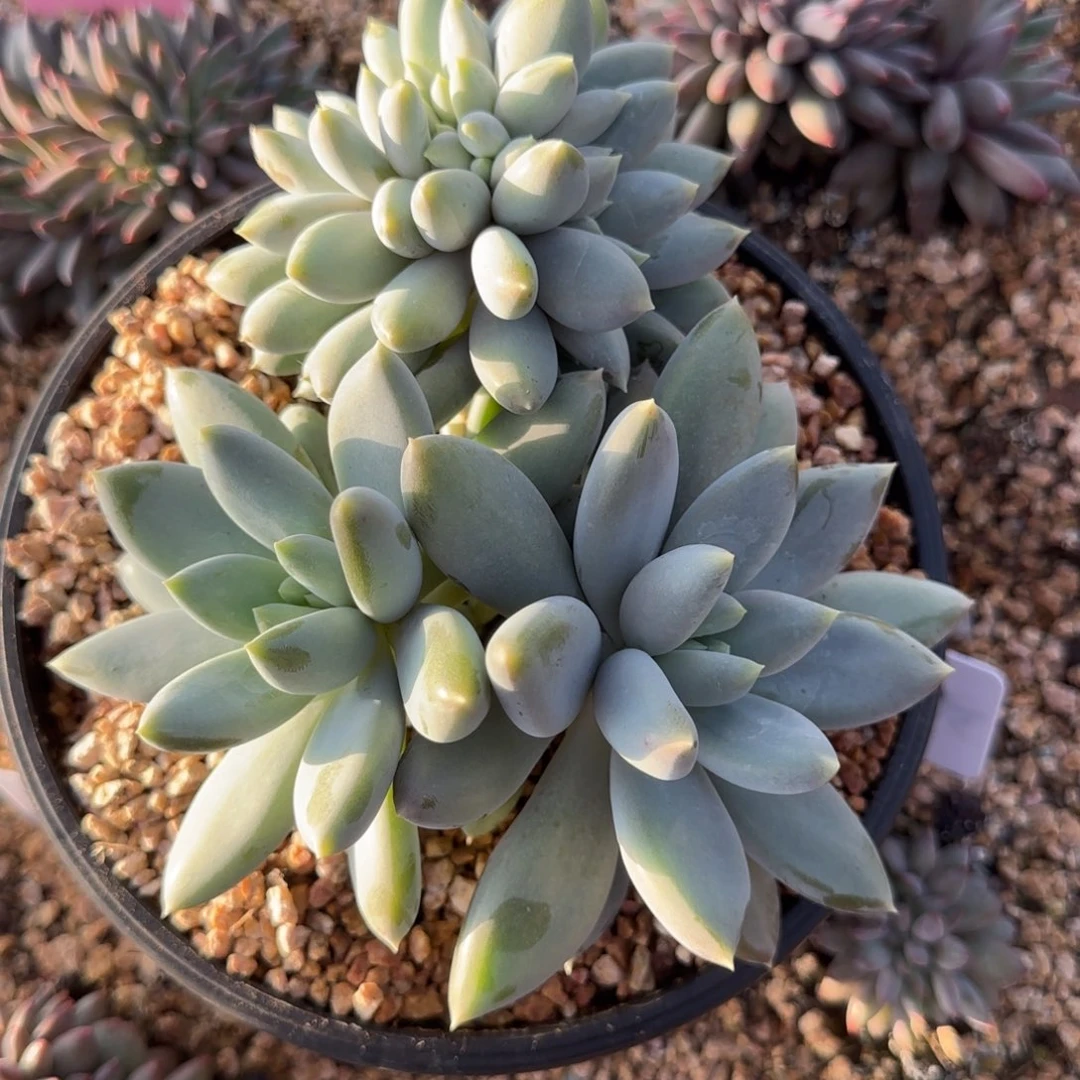 哥特缀多肉植物多肉