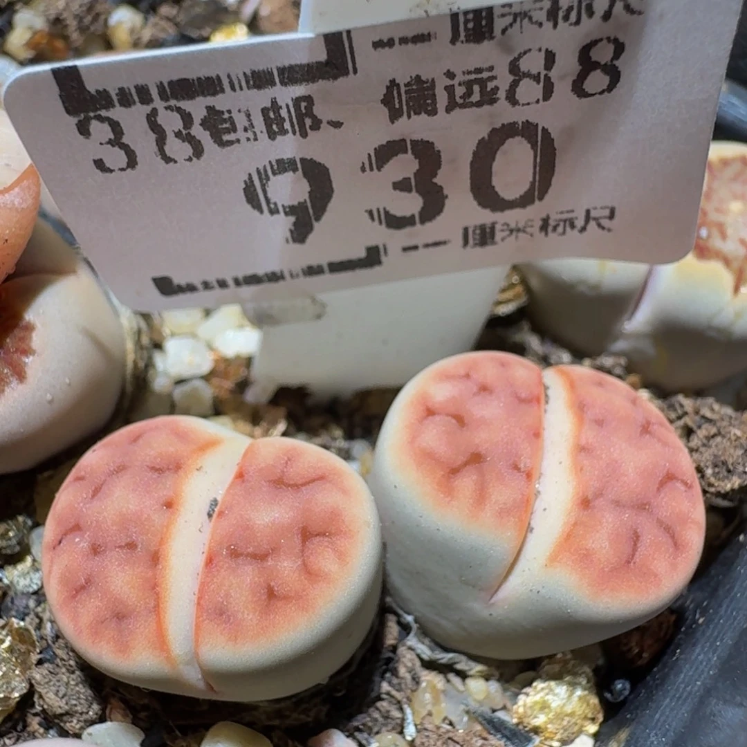 Ssss精品生石花930