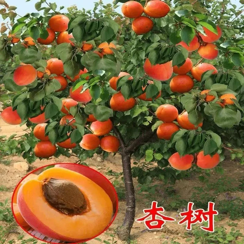 帝王杏树苗嫁接特大黄杏树果苗盆栽南北方种庭院香蜜杏树当年结果
