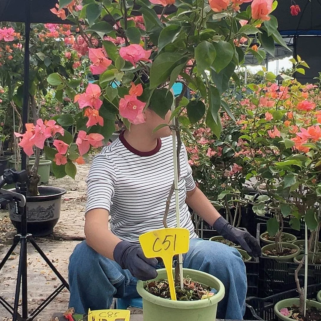 小***胖大部分花苞少量开放C51波妹