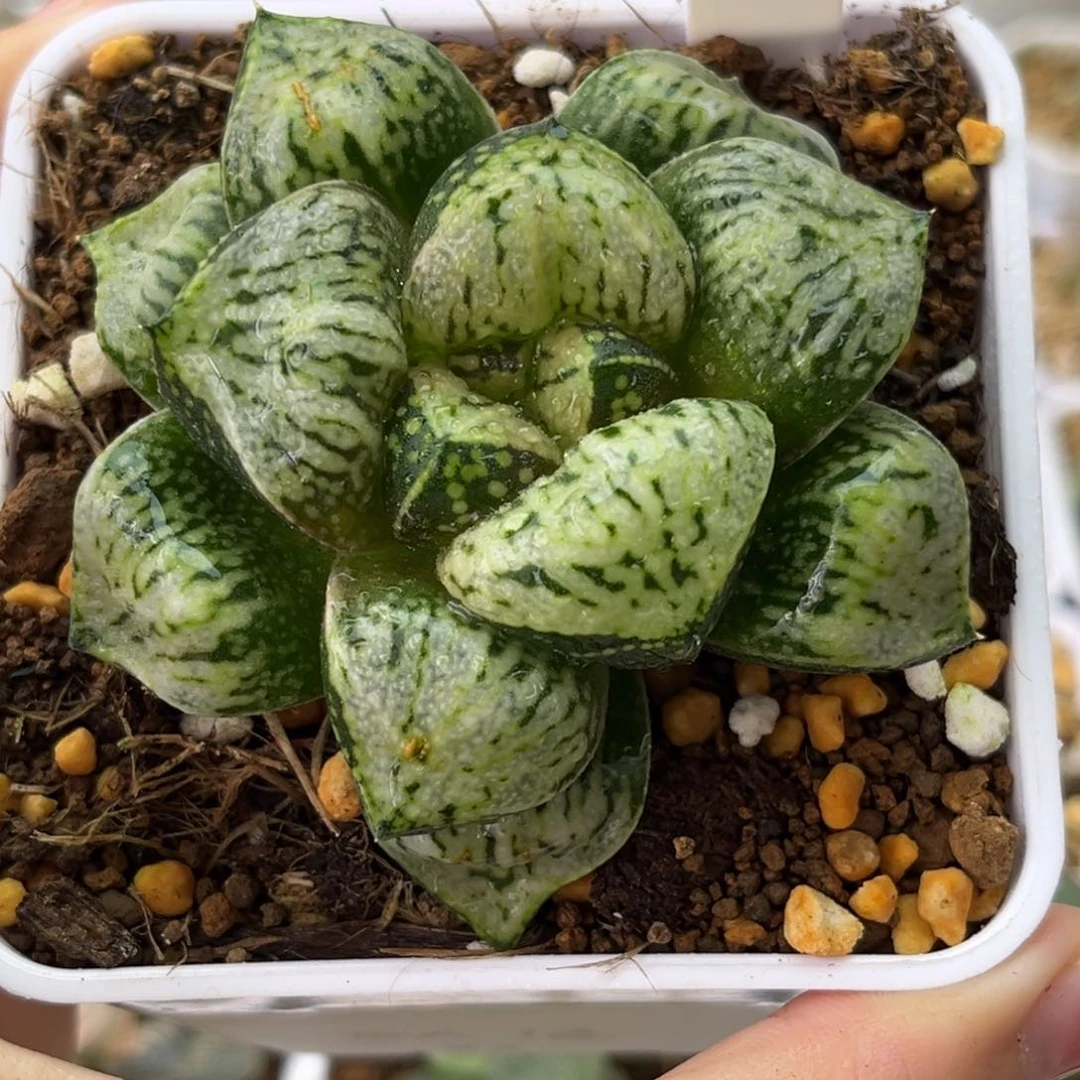 106巨大化潘多拉魔盒哈哈哈哈哈