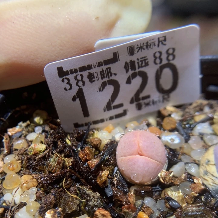 Sss精品生石花1220