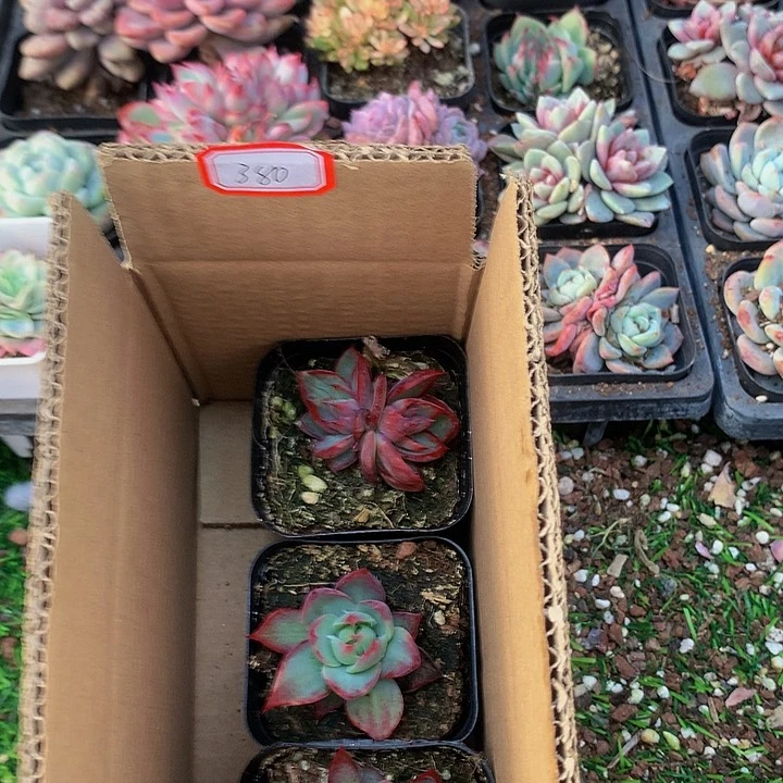 A380惊鸿仙子多肉