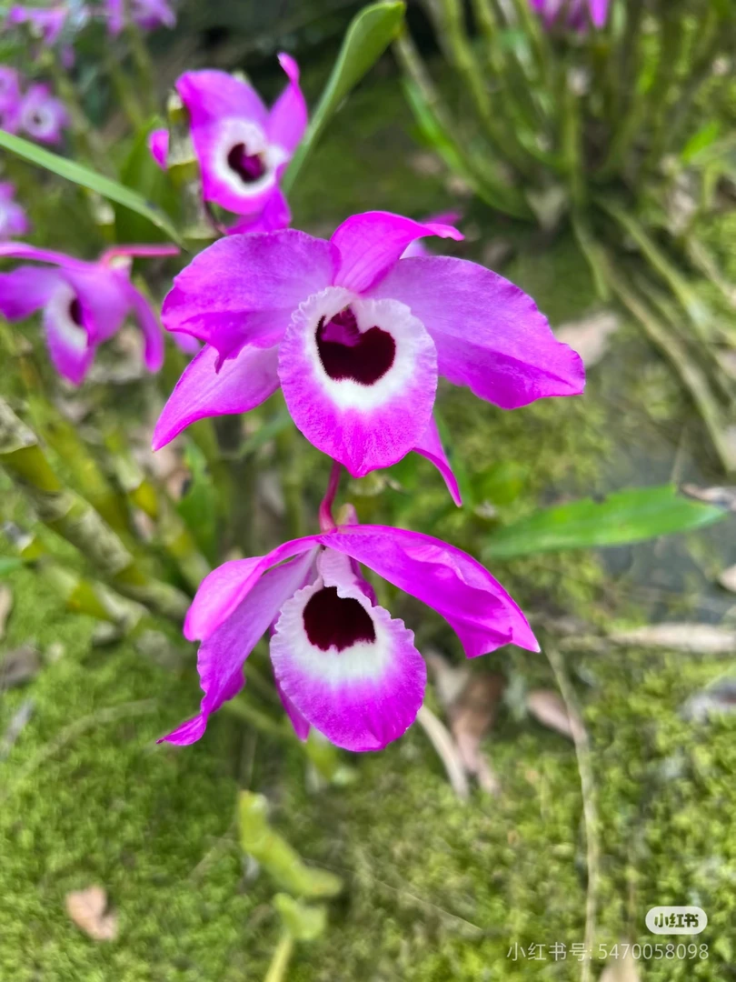 红花金钗石斛，唇圆花大色红