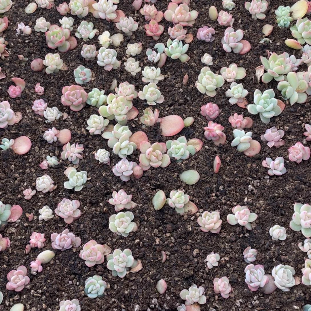 云糖心多肉植物651