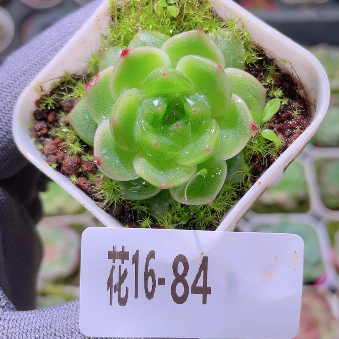 花利美16-84珍妮