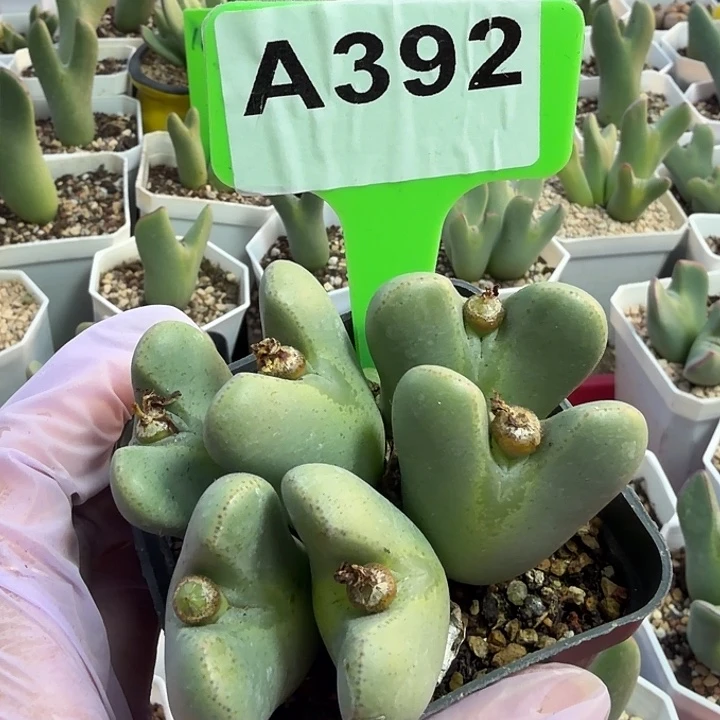 a***9392mmmmmmmnnnnnnnnnnn