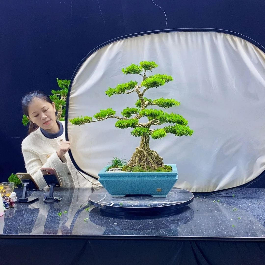 无花朵黄杨盆景造型