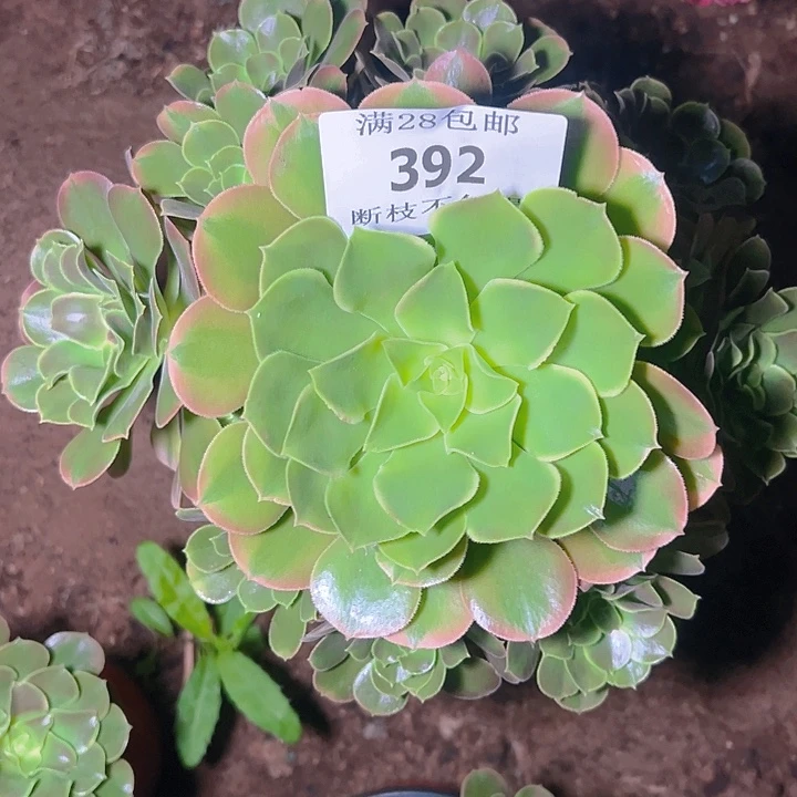 情***浅392香妃多肉植物保护