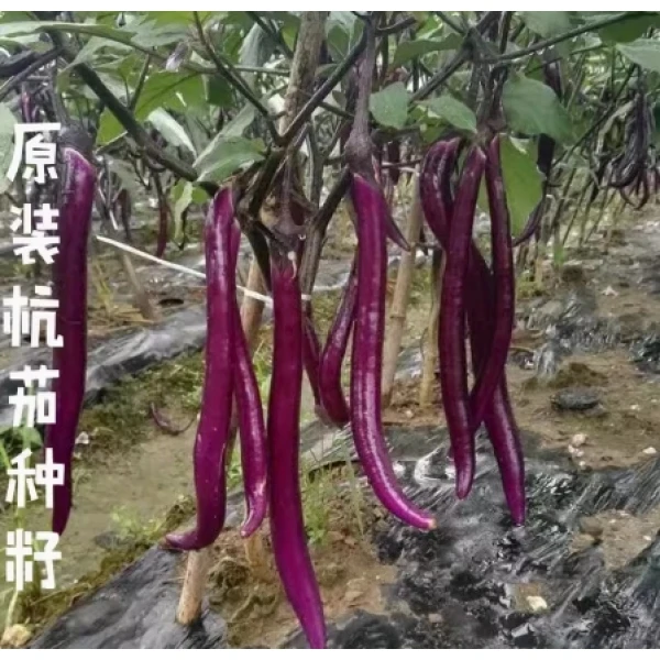 特大新品长茄种子紫红线茄种子四季蔬菜种籽杭茄一号长线茄子