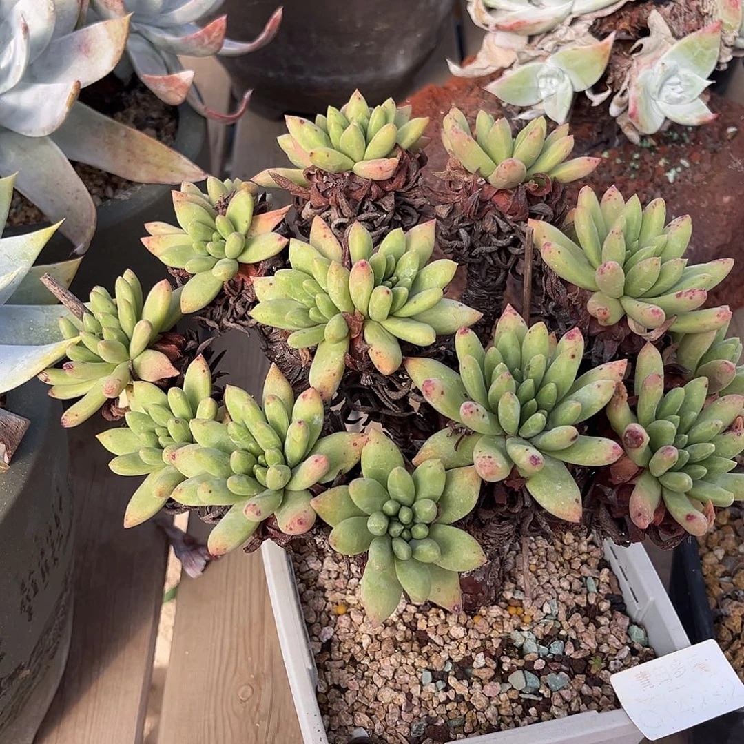 小鹿多肉一物一拍绿拇指杂