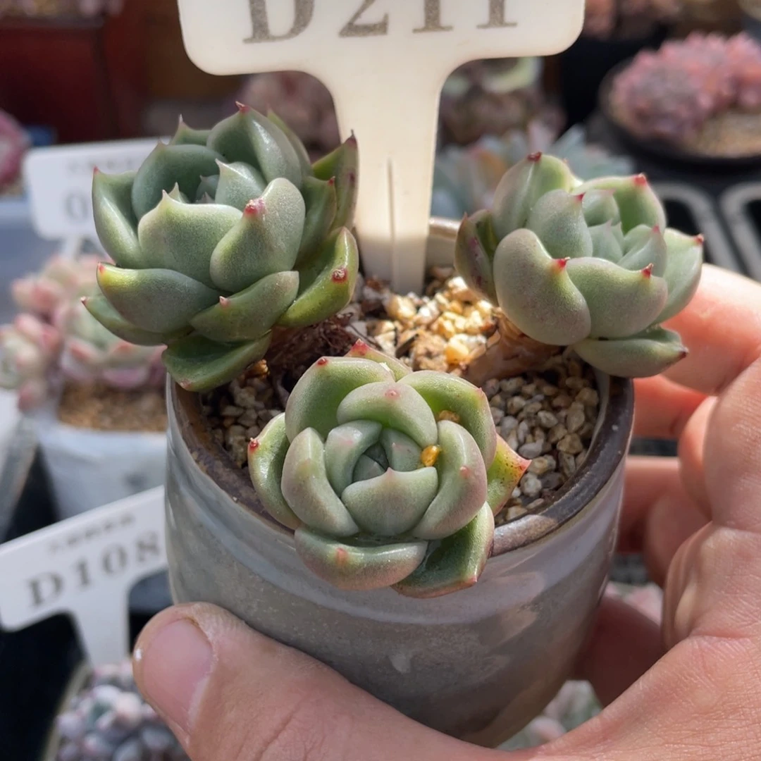 211白玫瑰不带盆8厘米