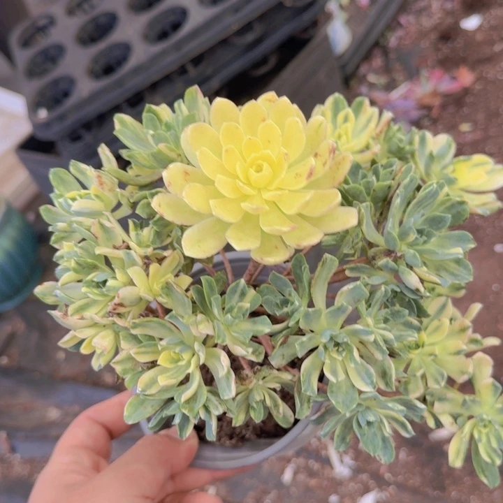 爱染锦手捧不包掉头