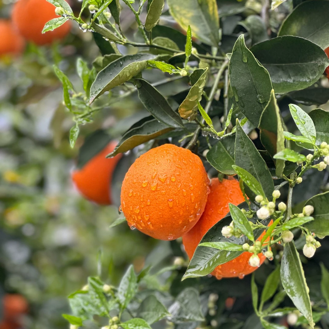 湖北秭归春橙伦晚脐橙黄板箱4.5斤起新鲜采摘现摘现发/坏果包赔