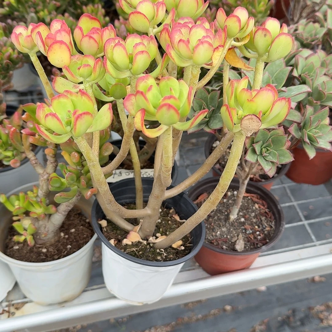 达摩爆竹多肉植物