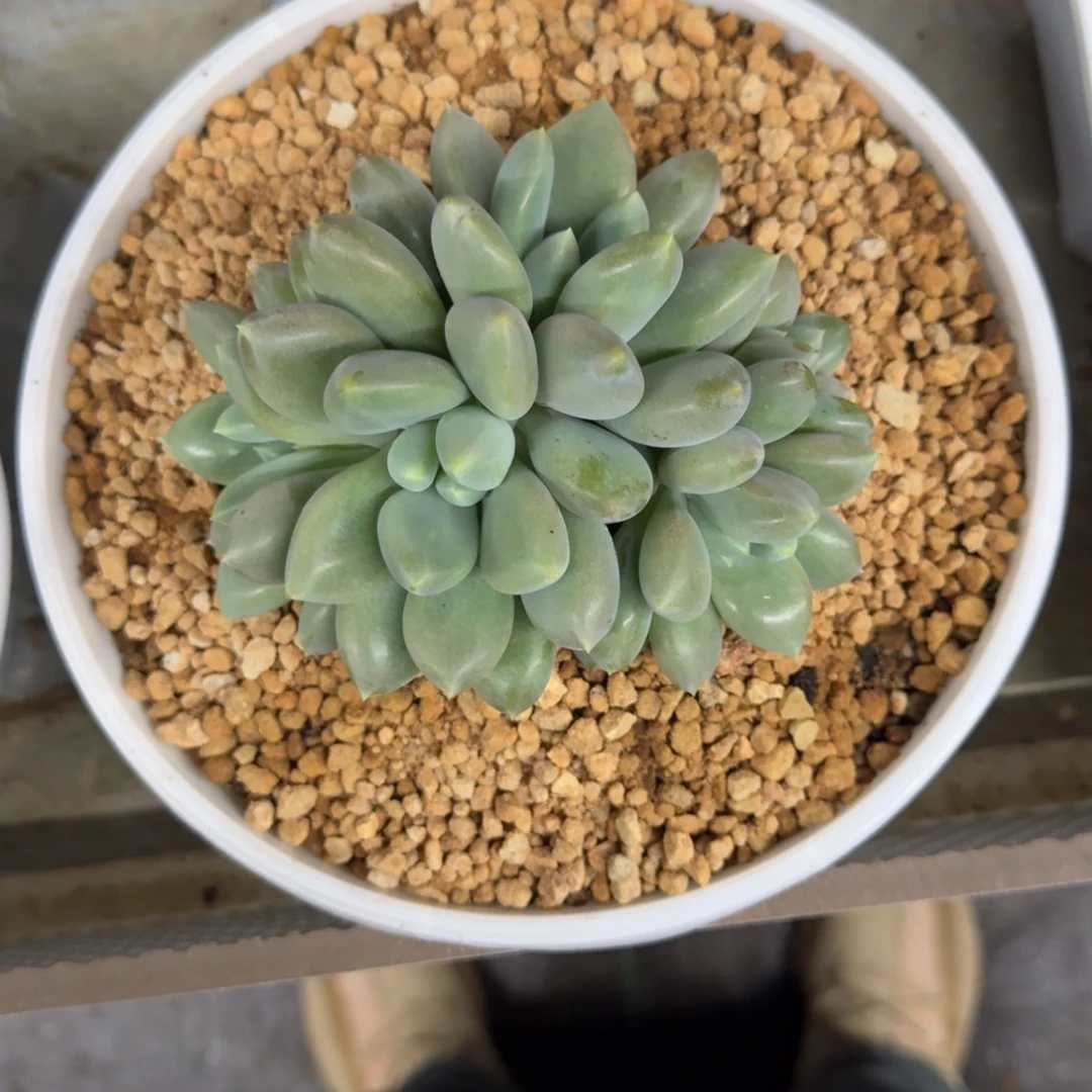 哥特群生 5头 一物一拍