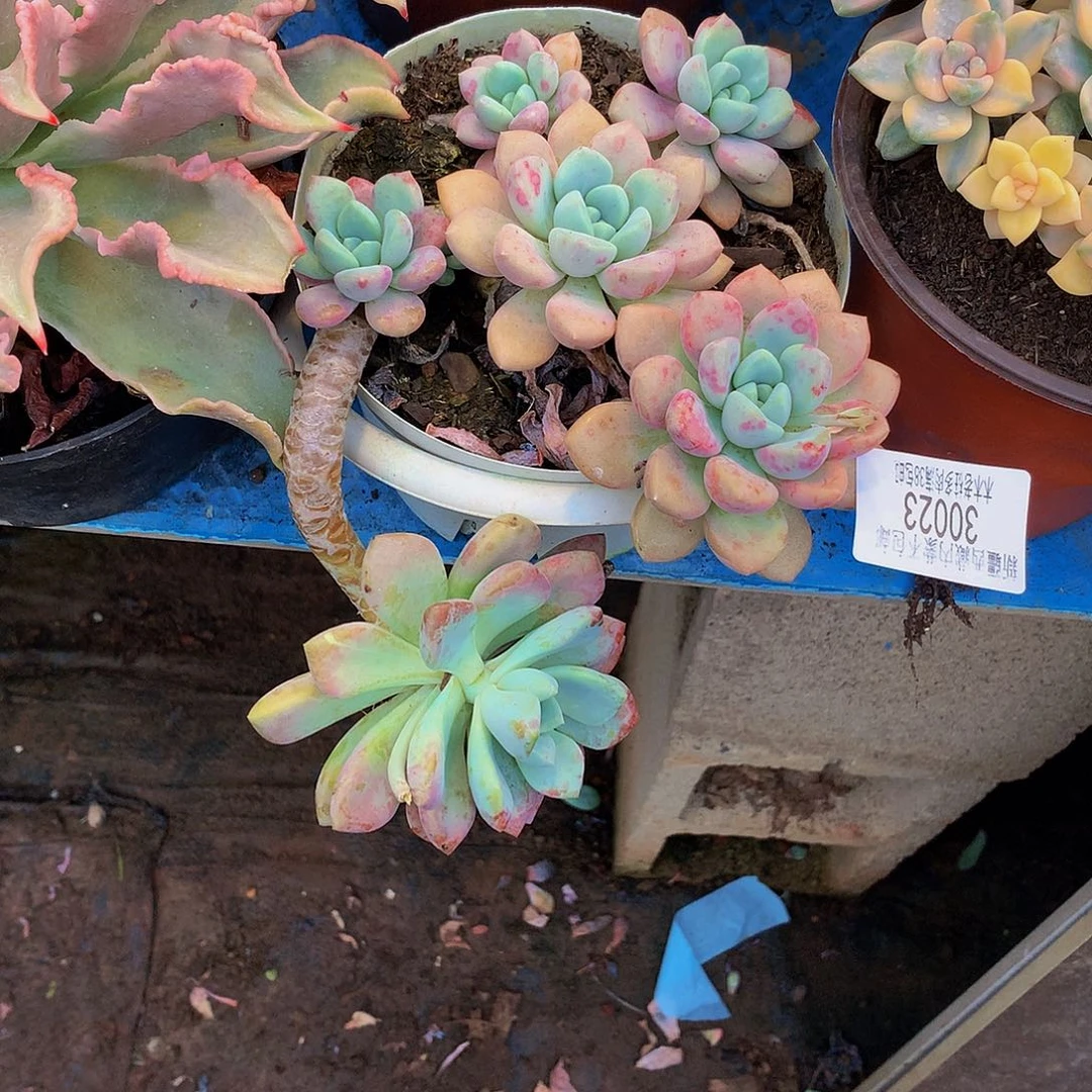 水***色    花斑鹿多肉30023