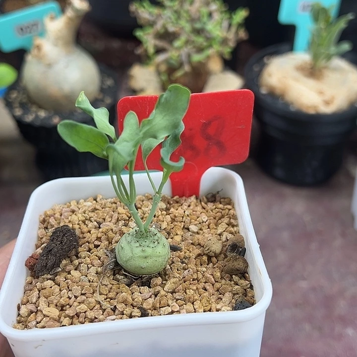 杨玉大戟多肉植物