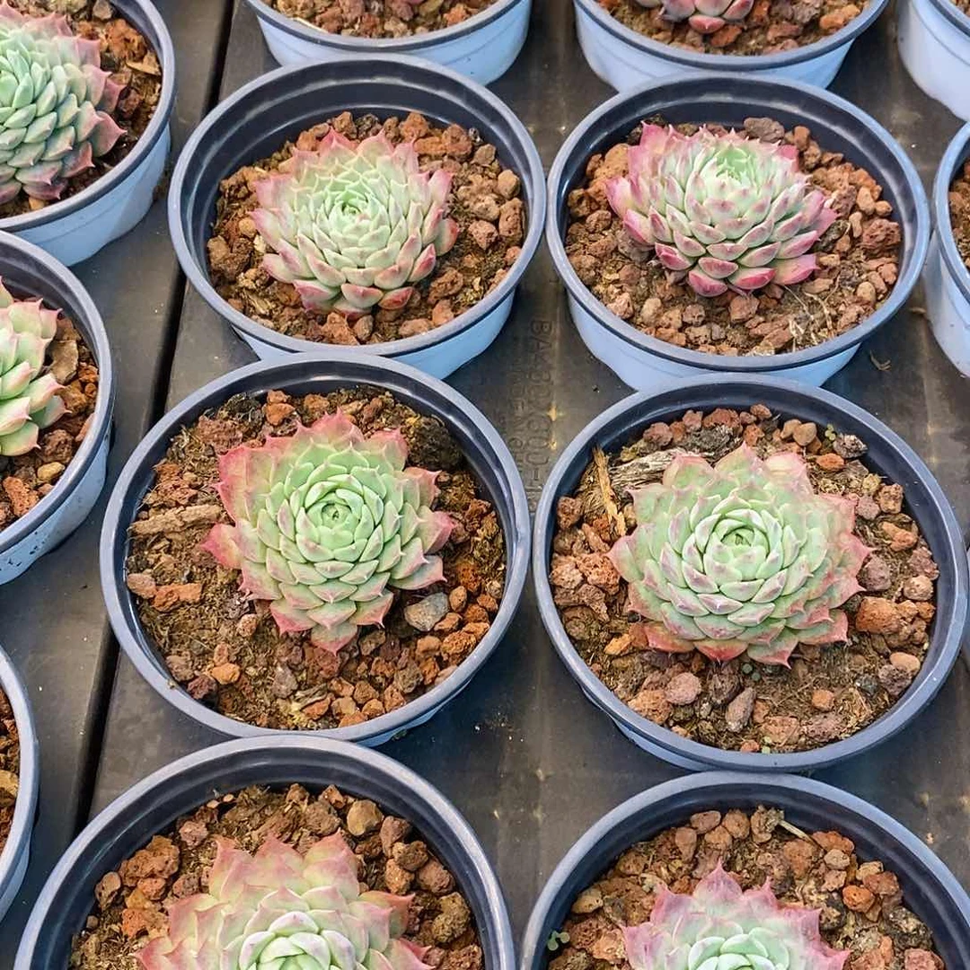 团。朱砂痣。福利多多