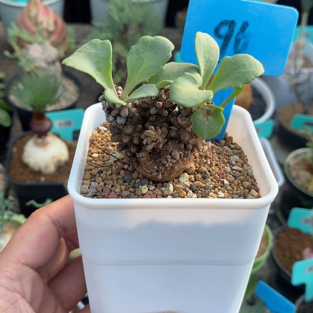 产地装甲厚炖菊多肉植物