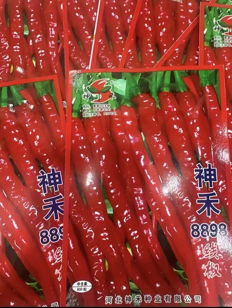 【8898线椒种子】四季种植特色辣椒种子