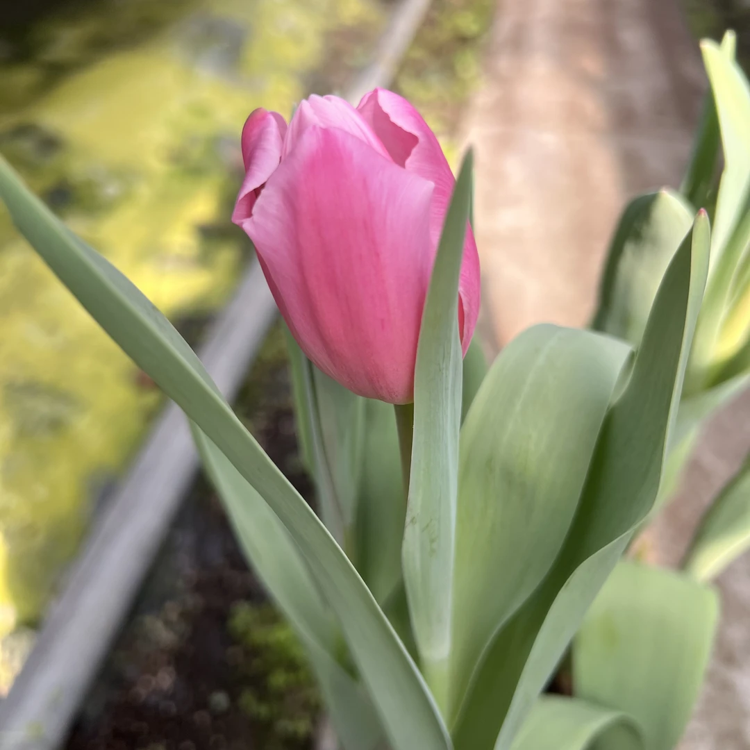 郁金香种盆栽水培土培耐寒花卉