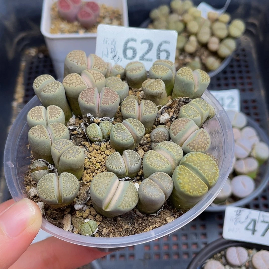 6260000000花花花花花花花