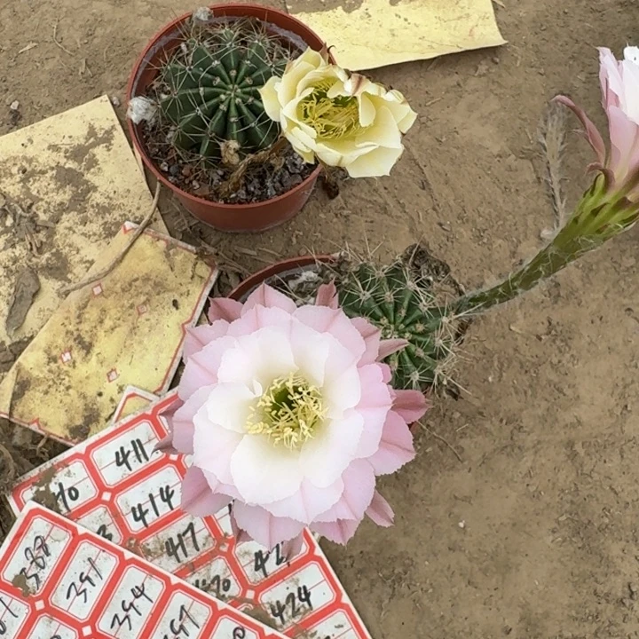 460实生彩草瘦脱土掰花斑
