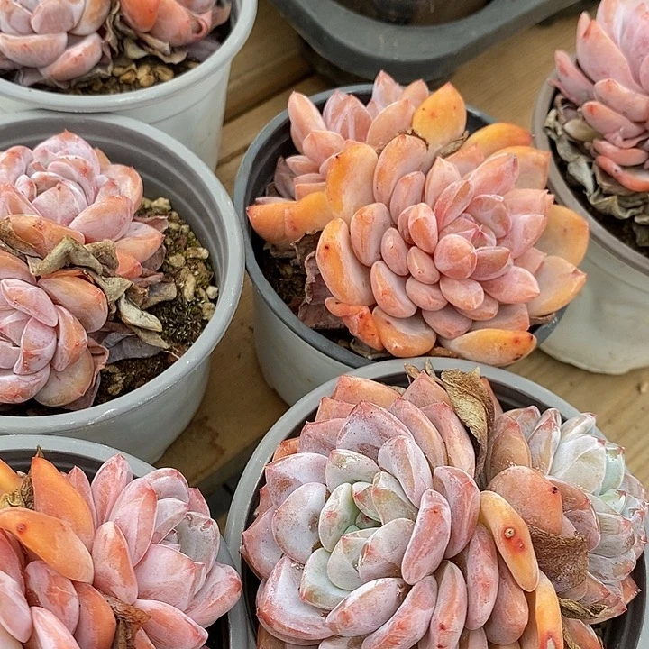 石榴籽星影双头2盆发货