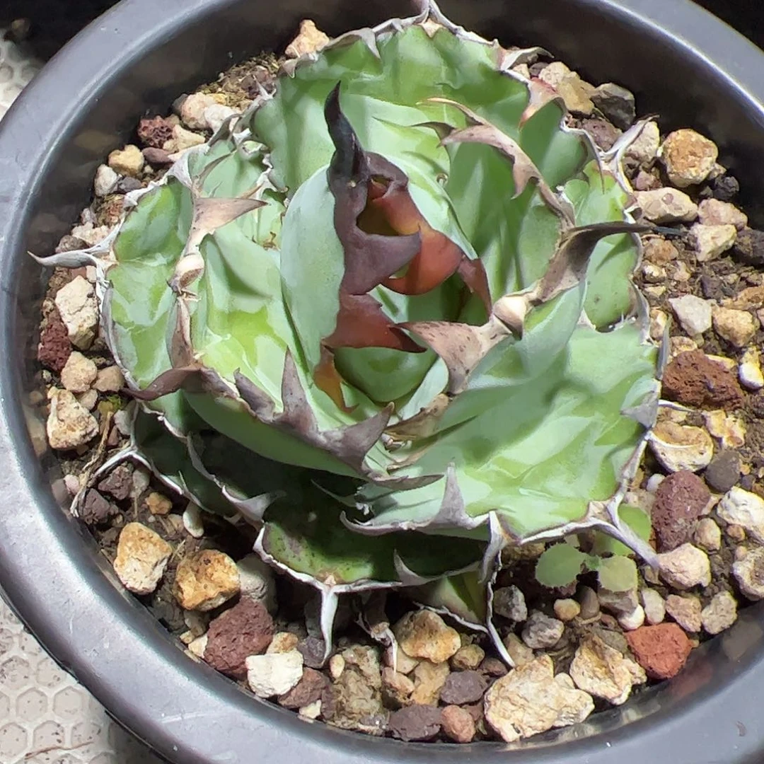 1*3蓝鲸龙舌兰植物