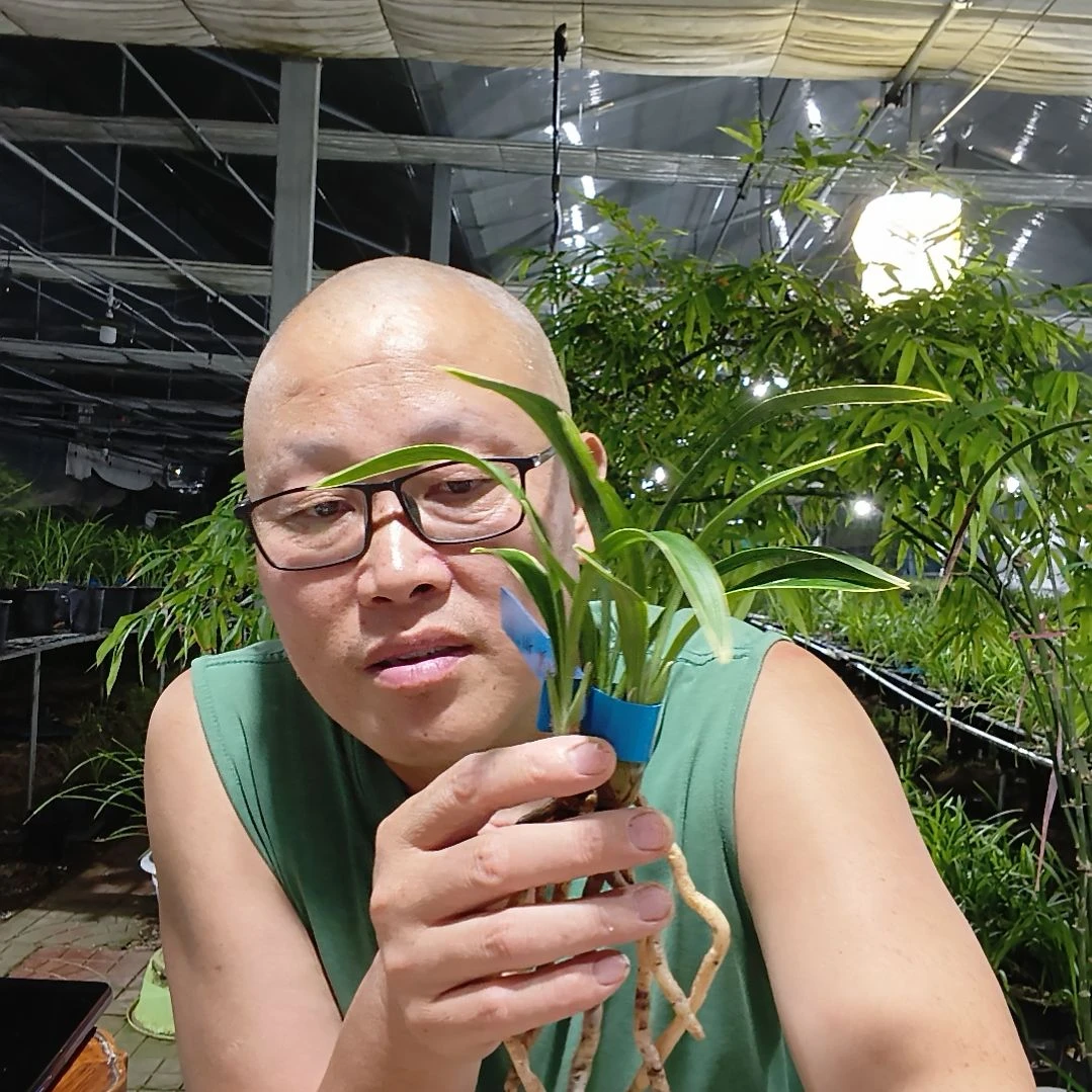 郭***飞无花朵建兰四季达摩