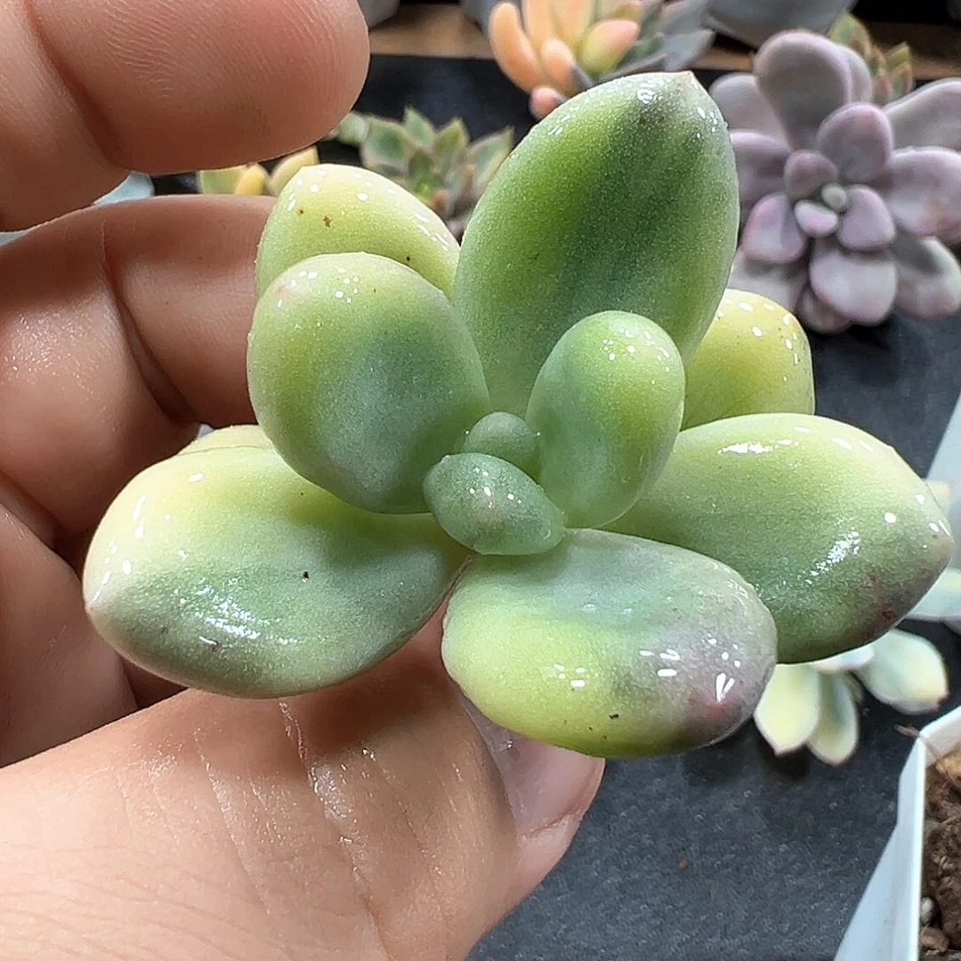 奶酪锦头盖 小方花圃一物一拍