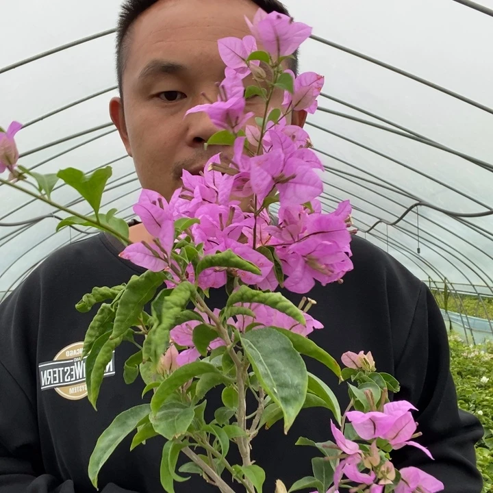 完全开放巴西丁香紫三角梅不售后
