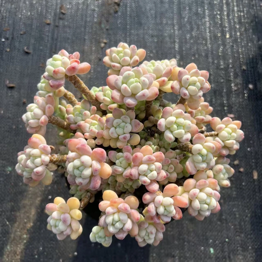 【大劳尔】(拼满15元包邮)室内盆栽净化绿植盆栽大棚多肉