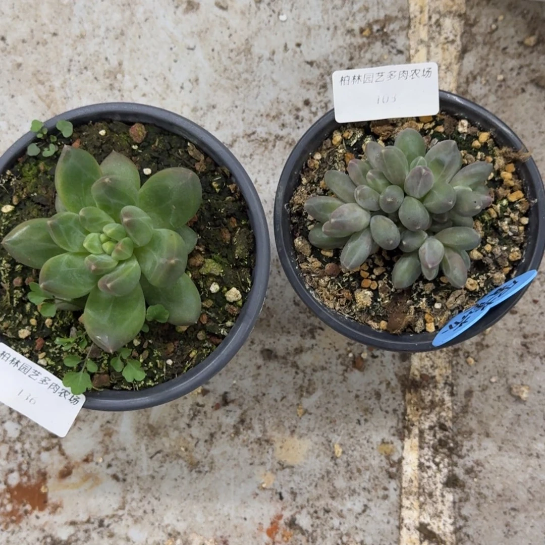 蛋***苏美人杂交 一物一拍