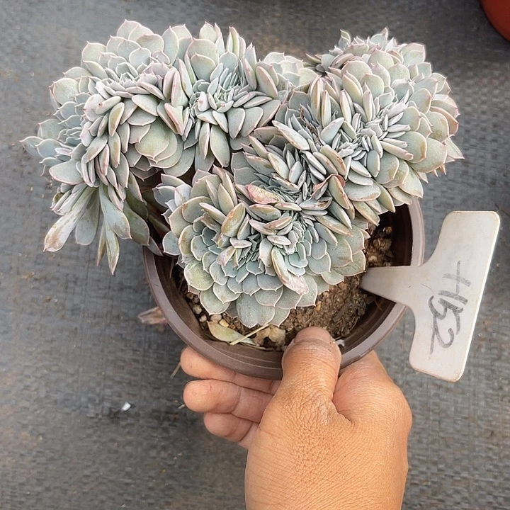 晨语多肉，一物一拍yiti152