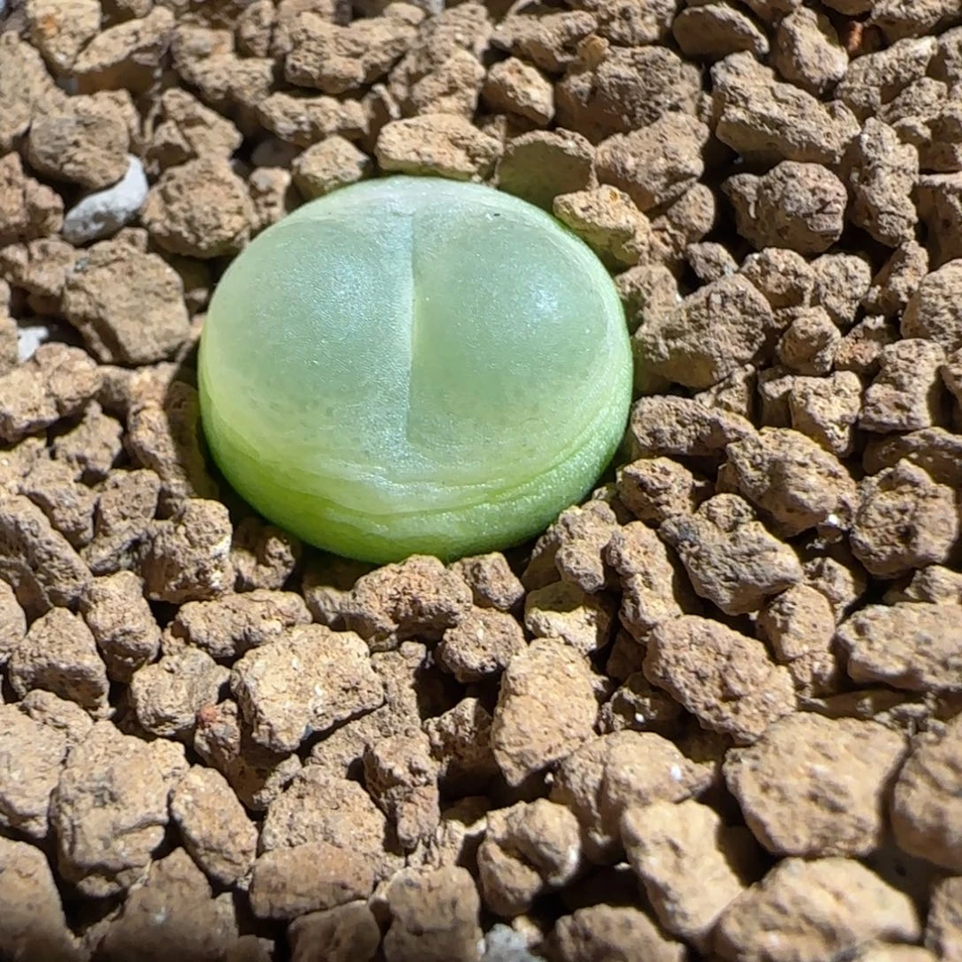 肉锥多肉植物组合-sh1200拉登1433