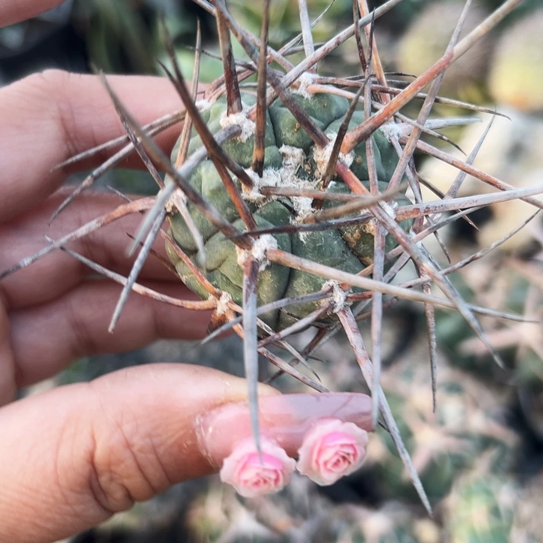 超刺天平有根 仙人球66666666