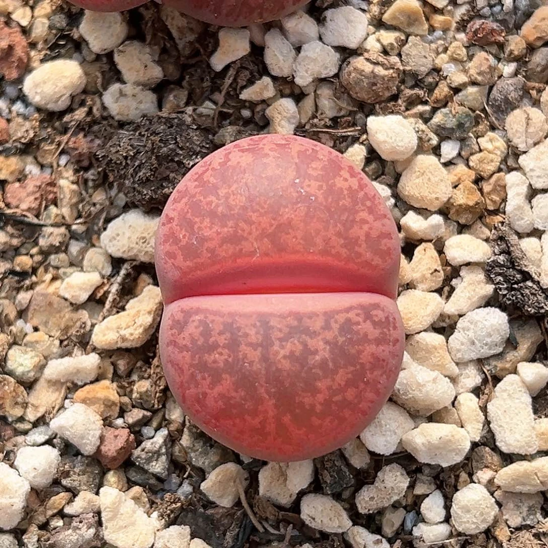 2096，酒红一步福利，单头3