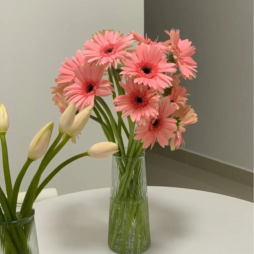 【AB级鲜花非洲菊】云南昆明斗南鲜花直发满2单顺丰京东冷链包邮