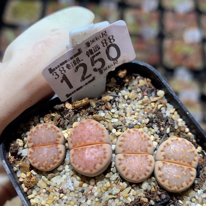 zzzzzzzzz 多美呢1250豹纹