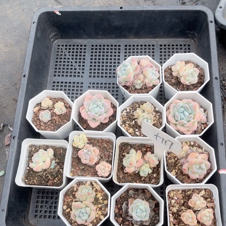 晨语多肉一1物一拍+117